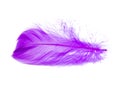 Purple violet fluffy elegance feather isolated on the white background Royalty Free Stock Photo