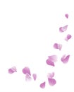 Purple Violet flying petals isolated on White background. Sakura Roses petals. Vector EPS 10, cmyk