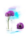 Purple violet giant onion Allium giganteum spring flowers and hand painted watercolor blot spot on white background. For card, Royalty Free Stock Photo