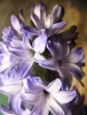 Purple violet hyacinth flower nature macro photo