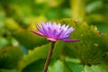 Purple or Violet lotus flower in pond Royalty Free Stock Photo