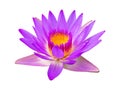 Purple violet lotus flower or water lily isolated on white background Royalty Free Stock Photo