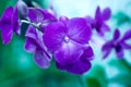 Purple or Violet Orchid