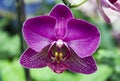 Purple Violet Orchid Flower in Biltmore Estate Conservatory Greenhouse Royalty Free Stock Photo