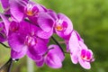 Purple Violet orchids in tropical garden