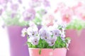 Purple violet pansies red background Royalty Free Stock Photo