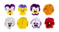 Purple Violet Pansies, Tricolor Viola Close up, Flowerbed with Viola Flowers, Heartsease, Johnny Jump