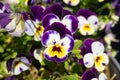 Purple Violet Pansies, Tricolor Viola Close up, Flowerbed with Viola Flowers, Heartsease, Johnny Jump