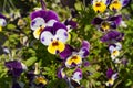 Purple Violet Pansies, Tricolor Viola Close up, Flowerbed with Viola Flowers, Heartsease, Johnny Jump