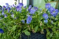 Purple Violet Pansies, Tricolor Viola Close up, Flowerbed with Viola Flowers, Heartsease, Johnny Jump