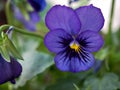 Purple violet pansy , Viola tricolor , wild pansies flower in garden with soft focus Royalty Free Stock Photo