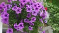 Purple violet petunia hybrida flower bed floral background. Blooming flowers in garden basket, flowerbed. Spring time Royalty Free Stock Photo