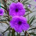 Purple violet plant green shallow