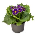 Purple violet primrose