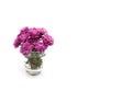 Purple violet tiny cute Chrysanthemum flowers and in a transparent glass isolated on white background. A4 paper size Royalty Free Stock Photo