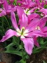 Purple violet tulip flower of an unusual shape like a star, very beautiful, close-up