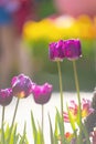 Purple or violet tulips in field in sunny day Royalty Free Stock Photo