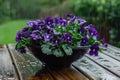 Purple violets in a black plastic bowl on a wet wooden garden table