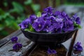 Purple violets in a black plastic bowl on a wet wooden garden table