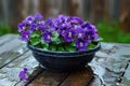 Purple violets in a black plastic bowl on a wet wooden garden table Royalty Free Stock Photo