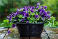 Purple violets in a black plastic bowl on a wet wooden garden table