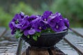 Purple violets in a black plastic bowl on a wet wooden garden table