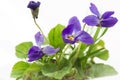 Purple violets (Viola Odorata)