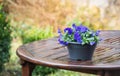 Purple violets on a wet garden table