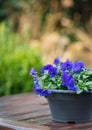 Purple violets on a wet garden table Royalty Free Stock Photo