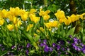 Purple violets and yellow tulips Royalty Free Stock Photo