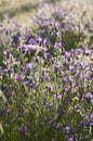 Purple Viper's Bugloss Royalty Free Stock Photo