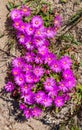 Purple Vygies Mesembryanthemums in Table Mountain National Park