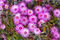 Purple Vygies Mesembryanthemums in Table Mountain National Park Royalty Free Stock Photo