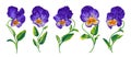 Set of realistic vector flowers of Pansies, Viola. Hand-drawn purple and yellow plants, with bright lettuce leaves