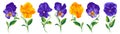 Set of vector realistic flowers Pansies, Viola. Royalty Free Stock Photo