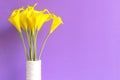 Purple wall with calla lily yellow flower on shelf white wood, Royalty Free Stock Photo