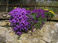 The flowers growing on the wall at Scotland. Royalty Free Stock Photo