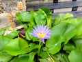 Purple water flower in thailand Royalty Free Stock Photo