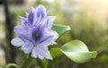 Purple water hyacinth flowers in blooming close up backgrounds Royalty Free Stock Photo