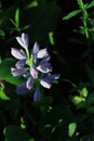 purple water hyacinth flowers in blooming close up backgrounds Royalty Free Stock Photo