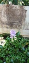 purple water hyacinth flowers grow in the fish pond