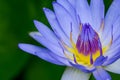 close up shot of viloet lotus with empty space Royalty Free Stock Photo