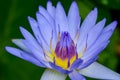 close up shot of violet lotus in shade