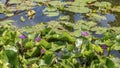 Purple water lilies bloom in the pond. Royalty Free Stock Photo