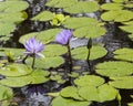 Purple Water Lilies Royalty Free Stock Photo