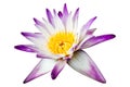 Purple water lilies flowers isolated on white Royalty Free Stock Photo