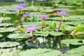 Purple water lilies focus on the first lily