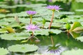 Purple Water Lilies focus on the first lily