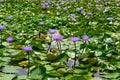 Purple water lilies - nympheae, lots of flowering beautiful blooms on pond