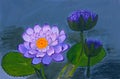 Purple water lilies in a pond Royalty Free Stock Photo